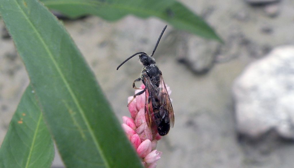 Colletes sp